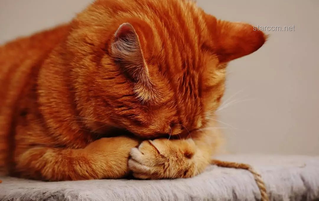探秘带有水质净化系统的猫猫部落瞭望塔：生态与科技的完美融合