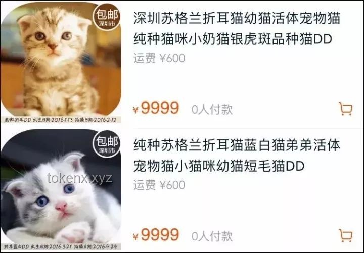 养猫之后，生活底线大挑战