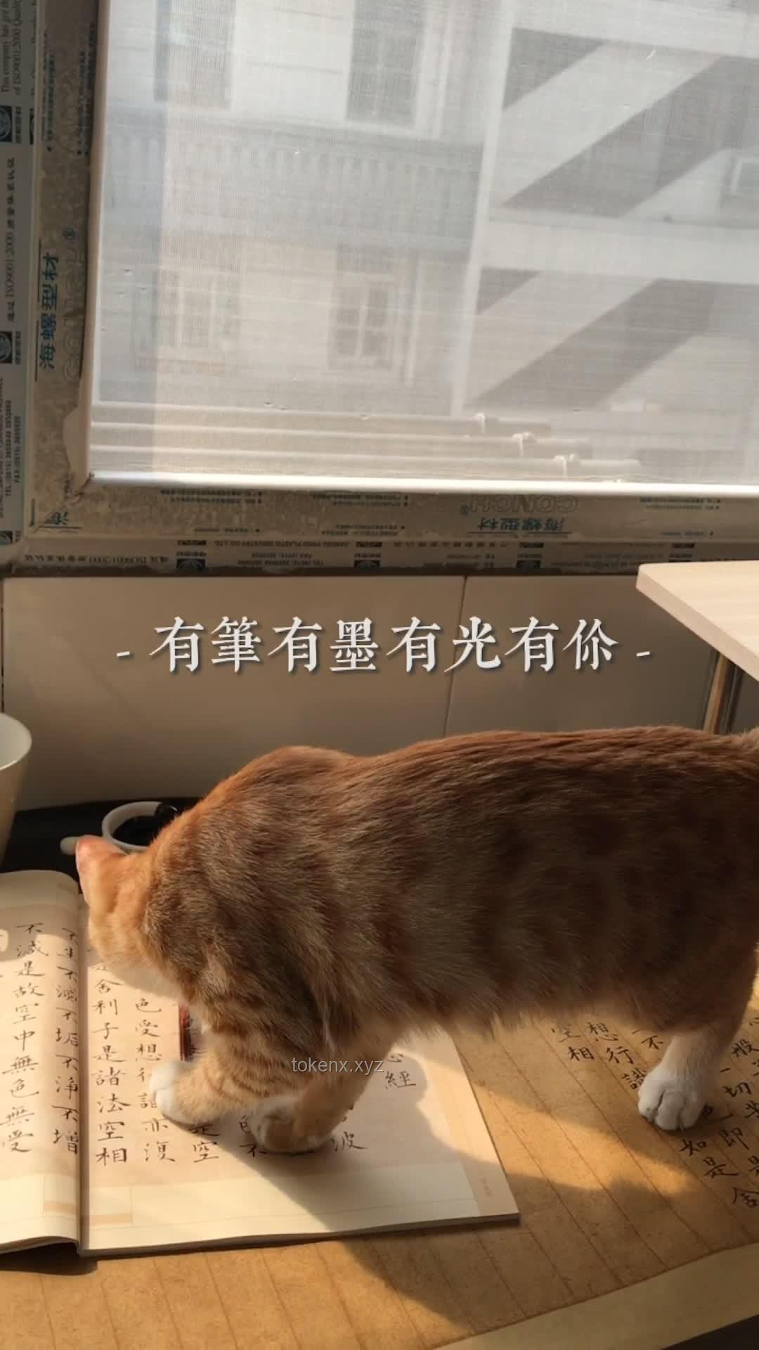 养猫之后，生活底线大挑战